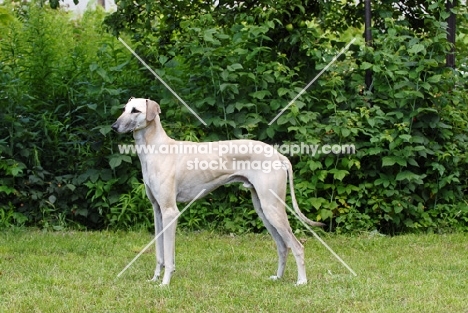 champion sloughi, sighthound of morocco