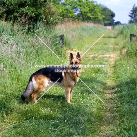 ch acresway gundo, german shepherd dog standing on a field path