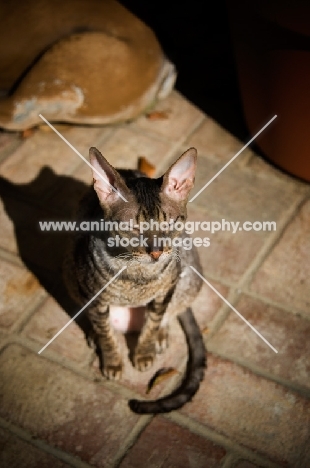 Cornish Rex in sun