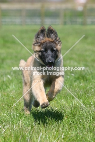 Belgian Shepherd Dog, Malinois puppy running