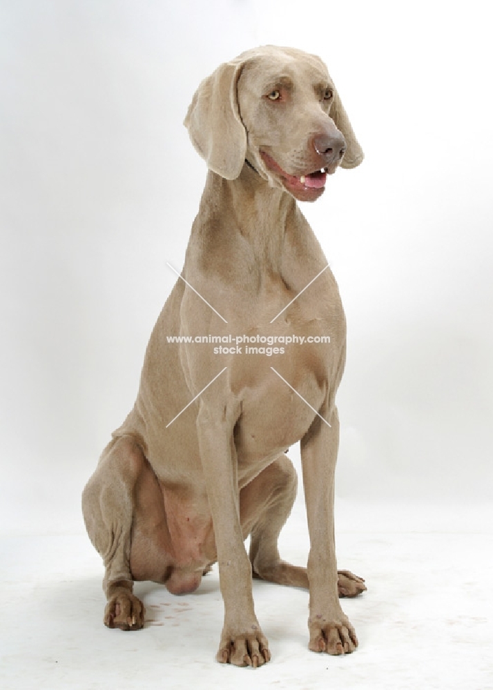 Australian Champion Weimaraner sitting on white background