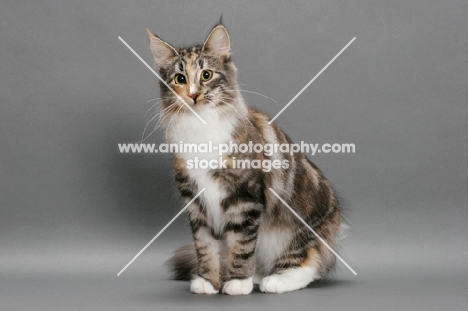 Norwegian Forest cat, Silver Classic Torbie & White colour