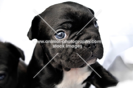 black and white French Bulldog puppy 
