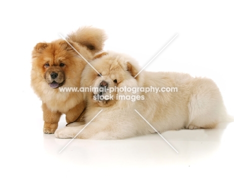 two Chows on white background