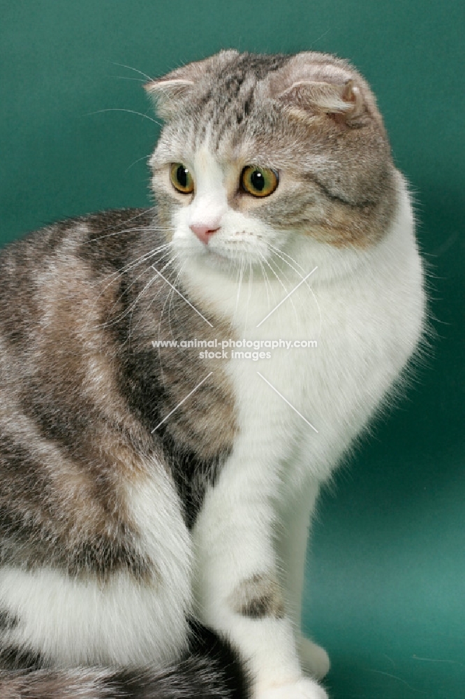 Silver Classic Tabby and White Scottish Fold cat