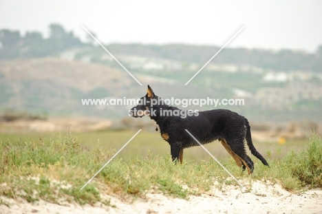 Beauceron, side view