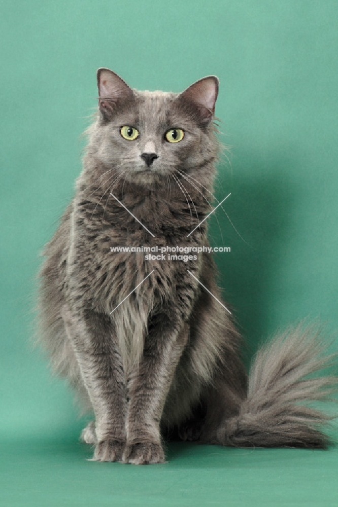 Nebelung cat sitting down on green background