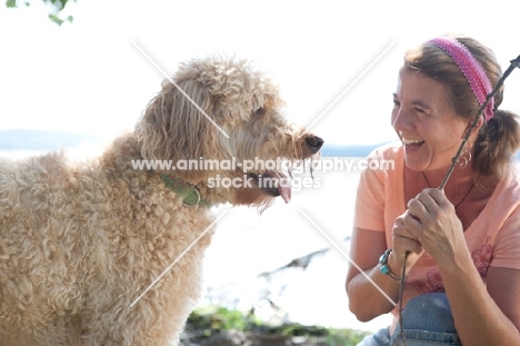 Goldendoodle looking at stick