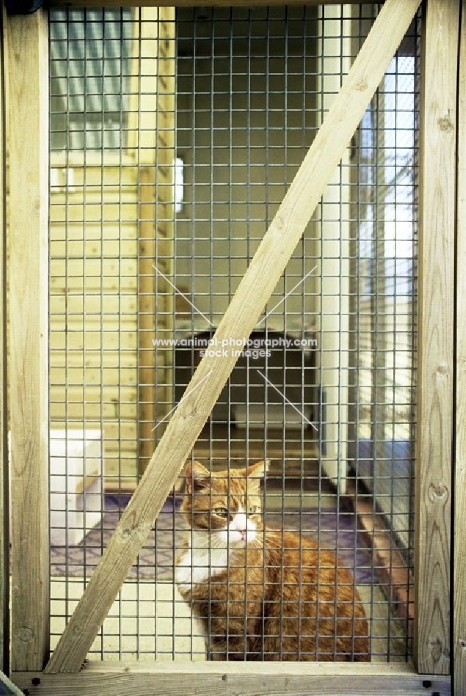 cat in a cattery