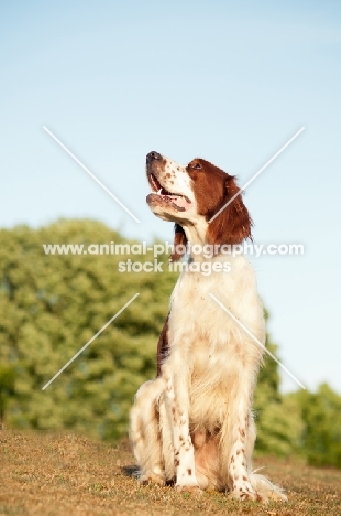 Irish red and white setter