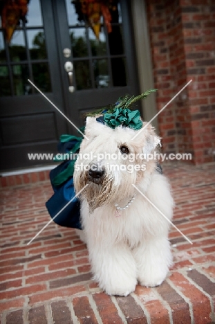 wheaten terrier wearing blue dress and pearl necklace