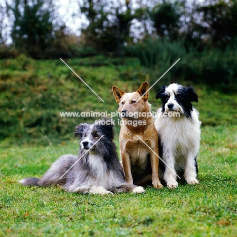 three working dogs, two cross bred sheepdogs and one australian cattle dog