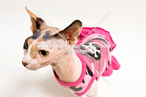 sphynx cat looking aside, wearing a dress