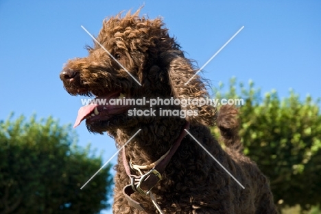 standard poodle in France