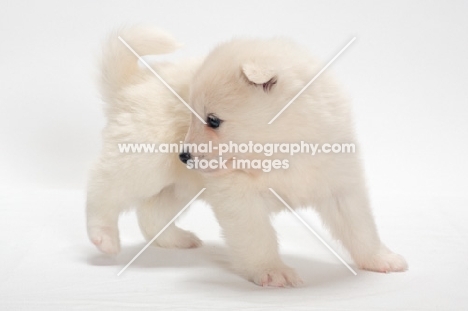 studio Samoyed puppy in studio