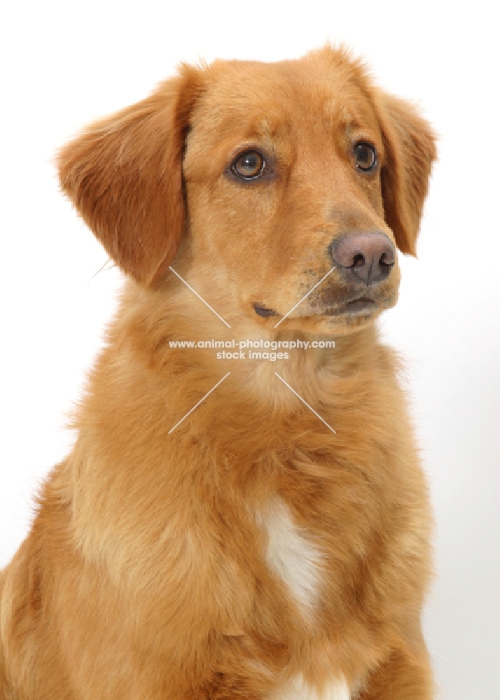 tan and white Nova Scotia Duck Tolling Retriever, looking away