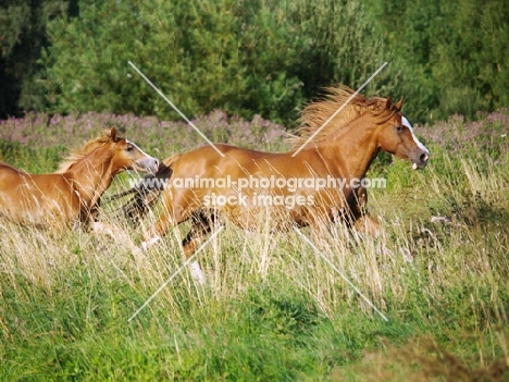 Welsh Cob (section d) running