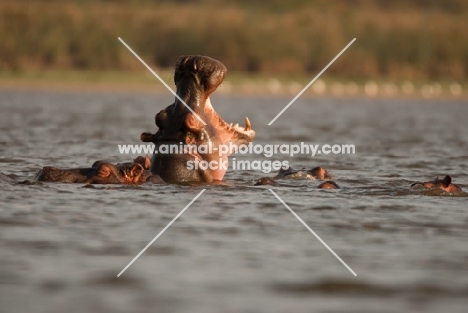 Yawning Hippo in Lake Naivasha