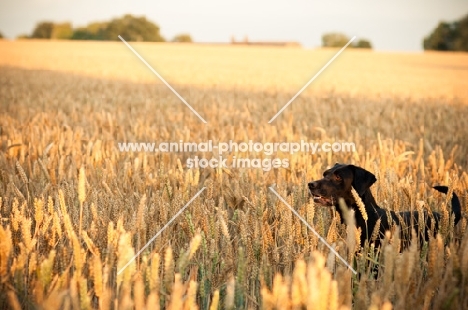 black Labrador Retriever in field