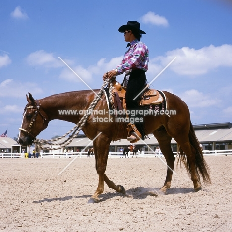quarter horse walking in the ring at tampa show usa