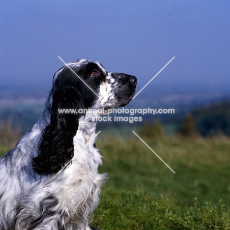 show champion english cocker spaniel,  portrait