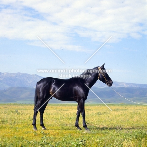 karabair stallion in uzbekistan