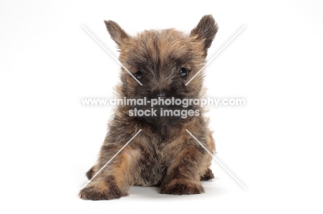 Cairn Terrier puppy lying down