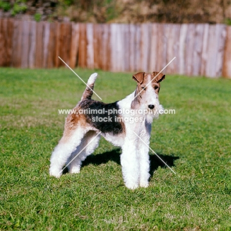 ch brookewire brandy of layven, wire fox terrier, BIS crufts 1975