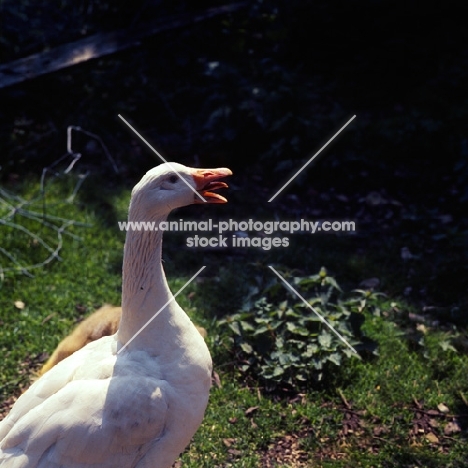 domestic geese talking