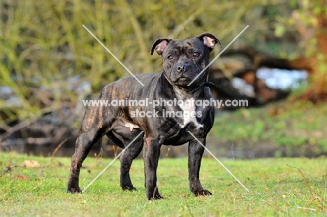 Staffordshire Bull Terrier