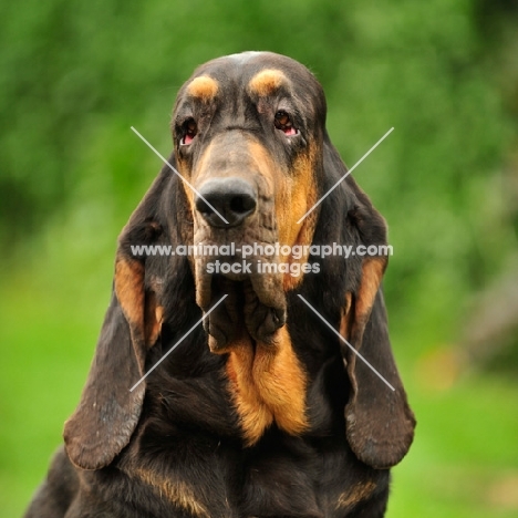 Bloodhound head study