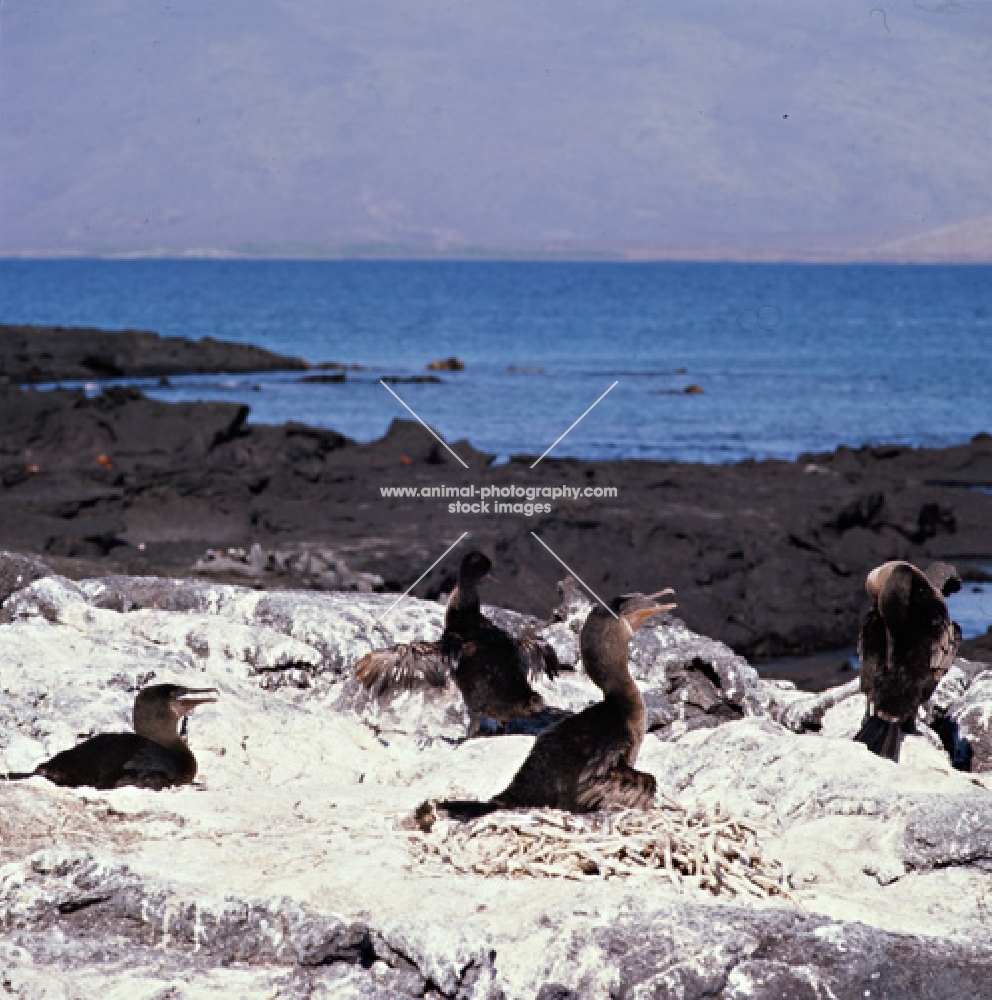 four flightless cormorants on nests on lava, punta espinosa, fernandina island, galapagos islands
