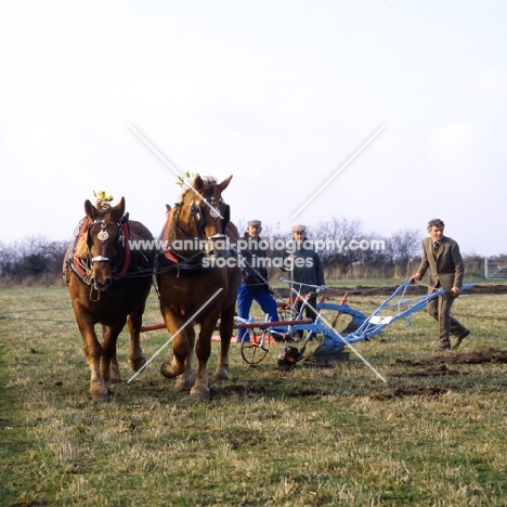 paul heiney ploughing with his suffolk punch horses at his farm 