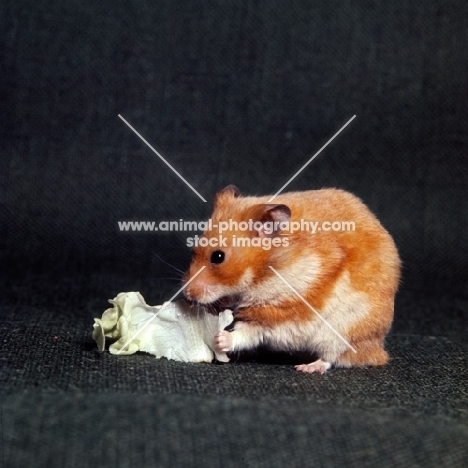 golden hamster holding lettuce leaf