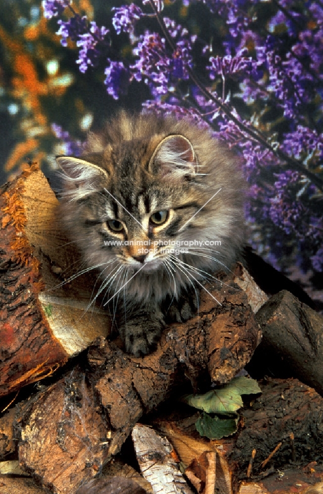 norwegian forest kitten on wood