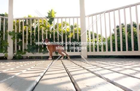 boxer puppy standing on white deck