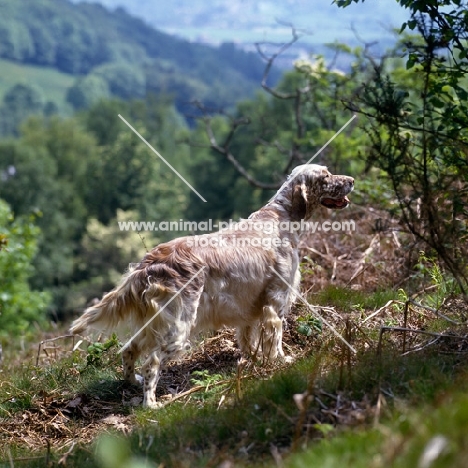 champion english setter standing on hillside