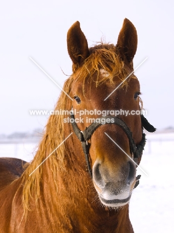 Suffolk Punch portrait, wearing bridle