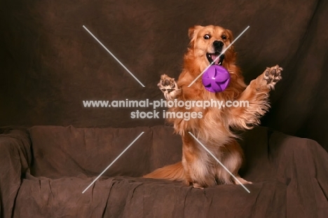 Golden Retriever happy on sofa