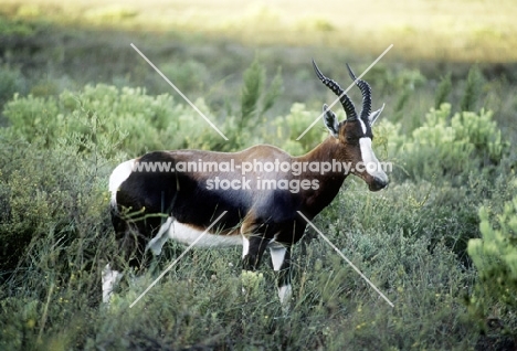 blesbok in south africa