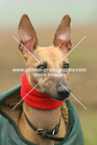 Whippet in jacket