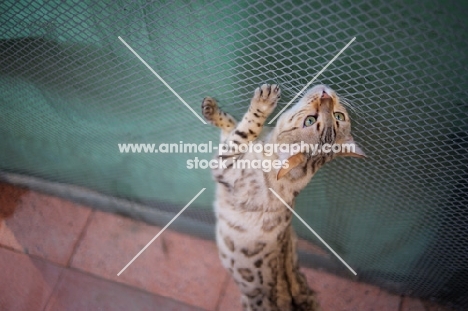 seal sepia bengal cat stretching