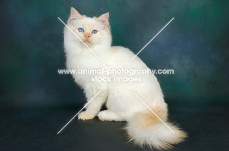 red point ragdoll cat