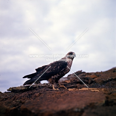 galapagos hawk on bartolome island, galapagos islands