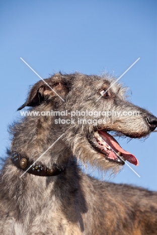 Irish Wolfhound, blue sky