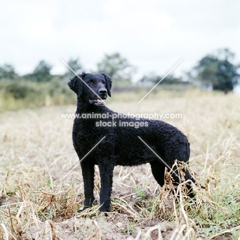 ch darelyn dellah, curly coat retriever standing on farmland 