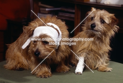 Two norfolk terriers bandaged by vet