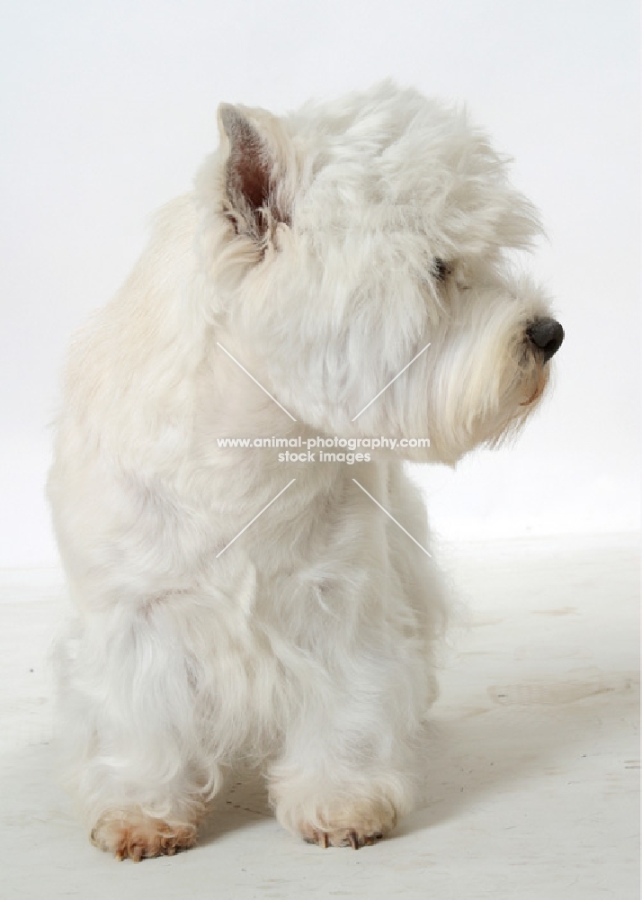 Australian Champion West Highland White on white background, looking away