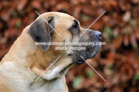 Boerboel in autumn