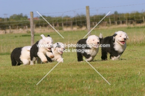 Old English Sheepdog puppies